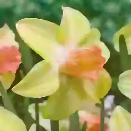 Prototype